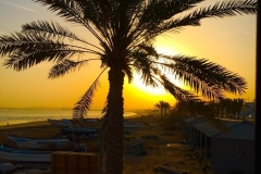 Sunset Oman Behind Palm Tree